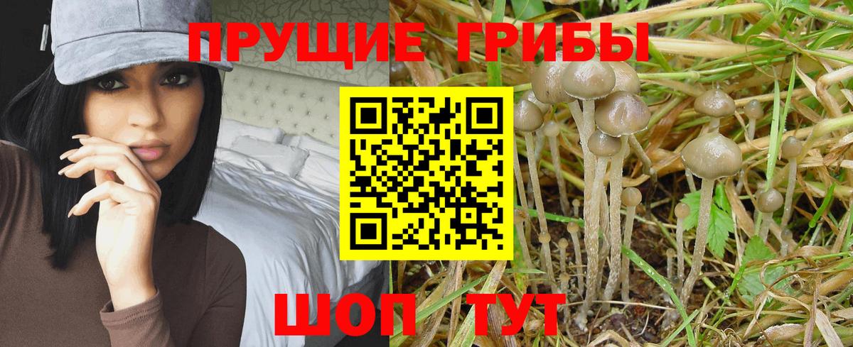 Псилоцибиновые грибы мицелий Москва